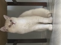 Scottish fold blue point