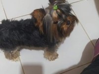 Dişi Teacup Yorkshire Terrier