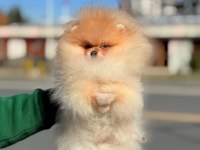 Ayı surat Pomerian booo