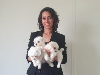 TEA CUP KORE KAN A KALİTE MALTESE YAVRULARIMIZ