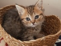 Safkan ırk garantili british shorthair yavrular