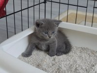 CİNS KEDİ BRİTİSH SHORTHAİR