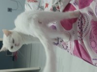 Sahiplendirme british shorthair