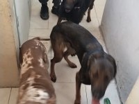 Genç malinois dişiler