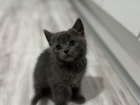 Minnoş kedilere yuva