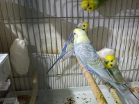 Rainbow Muhabbet Kuşları