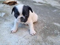 ÜÇ ADET STANDART FRENCH BULLDOG PRENSESLER