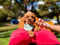 Mini Maltipoo Sevimli Bebekler 