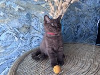 British shorthair nadir bulunan chocolate safkan erkek yavru