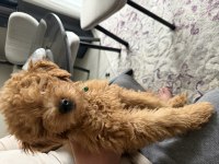 Bebek yüzlü sağlık garantili Toy poodle