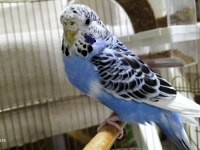 7 MUHABBET KUŞU PAPAĞAN İLE TAKAS OLUR