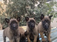 Belçika malinois kurdu yavrularımız