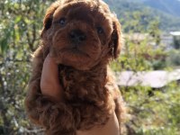 Özel Red Brown Mini Toy Poodle Yavruları