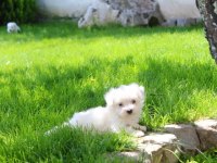 Maltese Bebeklerimiz Çiftlikten