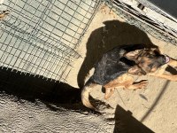 Şecereli anne ve baba yarışma köpeği alman kurdu