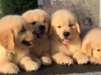 GOLDEN RETRİEVER PUPPİES