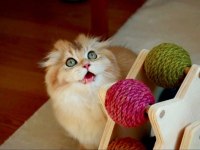 Scottish fold anne ve baba full şecereli elite pet