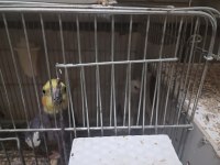 3 takım sultan papağanı