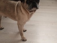 Acil Safkan Temiz Pug