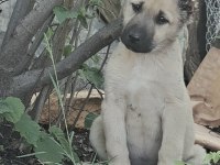 DİŞİ ERKEK 2 ADET KANGAL KÖPEĞİ