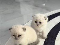 Minik scottish fold yavrulara yeni yuva