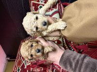 Toy Poodle Köpekleri