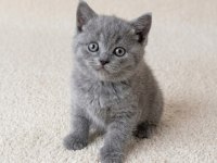 Muhteşem Golden Bicolor Point British Shorthair Yavrular