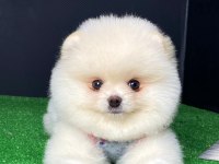 Minik Pomeranian Boo Yavrularımız Ailelerini Bekliyor