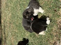 Amerikan Akita yavrular