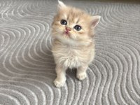 Golden British Longhair