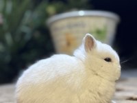 Safkan hollanda lop mini lop ve cüce tavşanlar