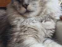3xxxl 1 dişi ve 1 erkek eş takım maine coon