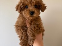 Red toy poodle yavrumuz