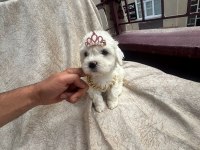 Yüksek Kalite Maltese Yavrularımız