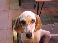 Beyaz sarı benekli kuşcu av köpeği 4 aylık