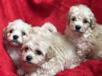 Maltipoo bebekler teslime hazır
