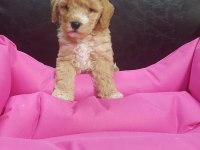 İNANILMAZ GÜZELLİKTE MALTİPOO YAVRULAR