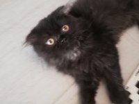 Siyah british longhair