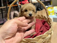 Muhteşem Maltipoo Bıcırıklar