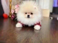 2 TEACUP POMERANİAN AYICIKLAR