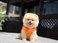 Sağlık Ve Irk Garantili Pomeranian