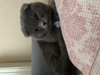 1 yaşında scottish fold