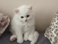 PAMUK ŞEKER BRİTİSH KEDİMİZ