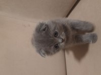 Scottish fold dişi kedimiz