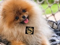 Pomeranian Boo yavrularımız