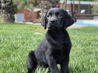 Labrador Retrıever Yavruları Istanbul