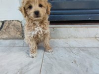 Maltipoo bebek 2 aylık köpekler