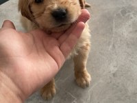 Yavru safkan Golden Retriever yavrular