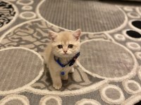 15 Mart Doğumlu golden british shorthair yavrumuz