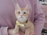 Golden British Shorthair Yavru